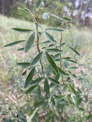 Chamaecytisus ruthenicus