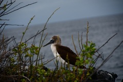 Sula nebouxii excisa