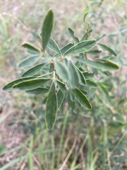 Chamaecytisus ruthenicus