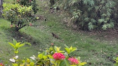 Urva auropunctata