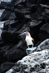 Sula nebouxii excisa