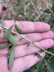 Chamaecytisus ruthenicus