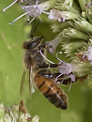Apis mellifera
