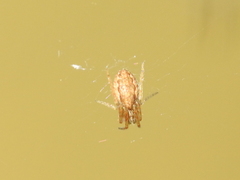 Larinia lineata