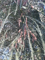 Parkinsonia aculeata