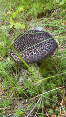 Strobilomyces strobilaceus
