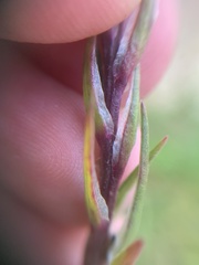 Corispermum declinatum