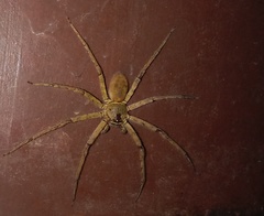 Heteropoda venatoria