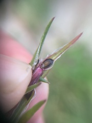 Corispermum declinatum