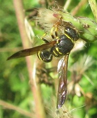 Ancistrocerus catskill