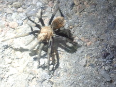 Aphonopelma chalcodes