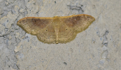 Idaea degeneraria