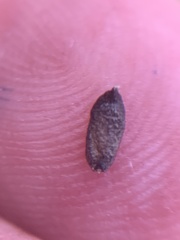 Corispermum declinatum