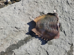 Limulus polyphemus
