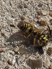 Vespula squamosa