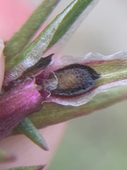 Corispermum declinatum