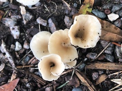 Hohenbuehelia petaloides