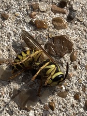 Vespula squamosa