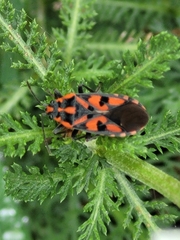 Spilostethus saxatilis