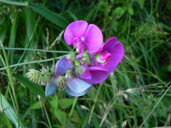 Lathyrus sylvestris