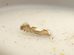Phyllonorycter fitchella