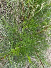 Artemisia campestris