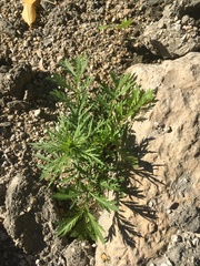 Artemisia biennis