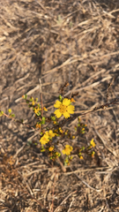 Deinandra fasciculata