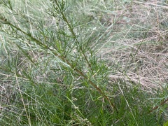 Artemisia campestris
