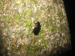 Orthogoniinae