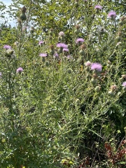 Cirsium discolor