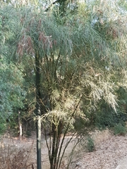 Parkinsonia aculeata