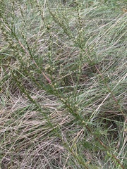 Artemisia campestris