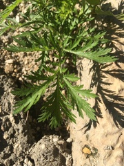 Artemisia biennis