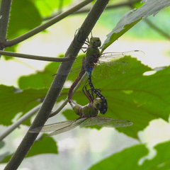 Anax guttatus