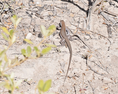 Pholidoscelis chrysolaemus