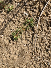 Euphorbia polygonifolia