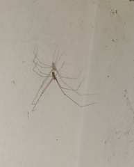 Crossopriza lyoni
