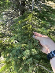 Abies lasiocarpa