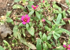 Portulaca amilis