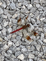Sympetrum pedemontanum