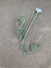 Acleisanthes longiflora