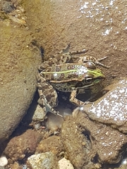 Pelophylax perezi