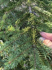 Abies lasiocarpa