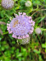 Dipsacoideae