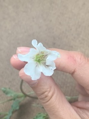 Acleisanthes longiflora