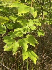 Acer rubrum