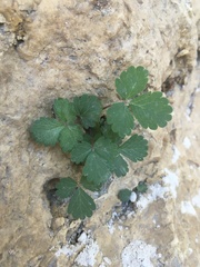 Aquilegia canadensis