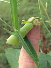 Crotalaria purshii