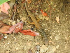 Psammodromus algirus